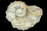 Cut/Polished Calycoceras Ammonite (Half) - Texas #93540-1